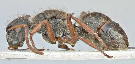 Polyrhachis escherichi specimen FOCOL2922 image focol2922_3
