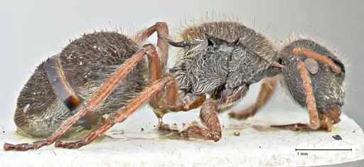 Polyrhachis escherichi specimen FOCOL2922 image focol2922_4
