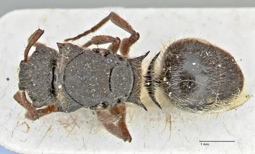 Polyrhachis escherichi specimen FOCOL2923 image focol2923_1
