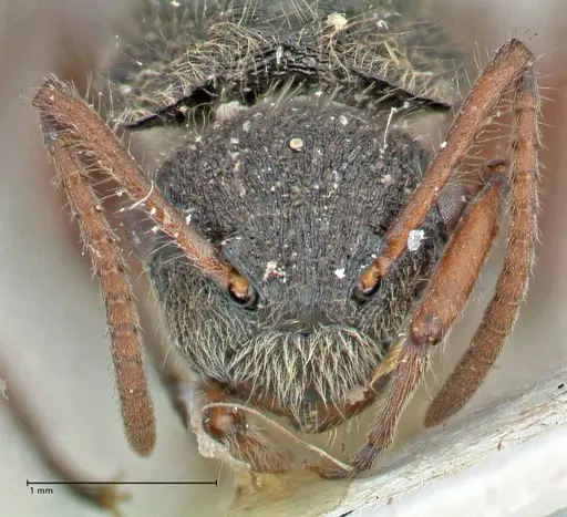 Polyrhachis escherichi specimen FOCOL2923 image focol2923_2