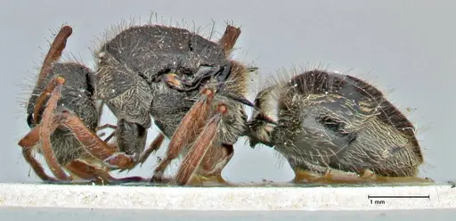 Polyrhachis escherichi specimen FOCOL2923 image focol2923_3