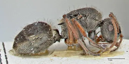 Polyrhachis escherichi specimen FOCOL2923 image focol2923_4