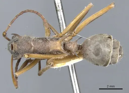 Polyrhachis esuriens specimen CASENT0903359 image casent0903359_1
