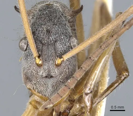 Polyrhachis esuriens specimen CASENT0903359 image casent0903359_2