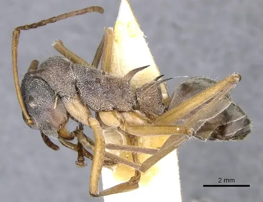 Polyrhachis esuriens specimen CASENT0903359 image casent0903359_3