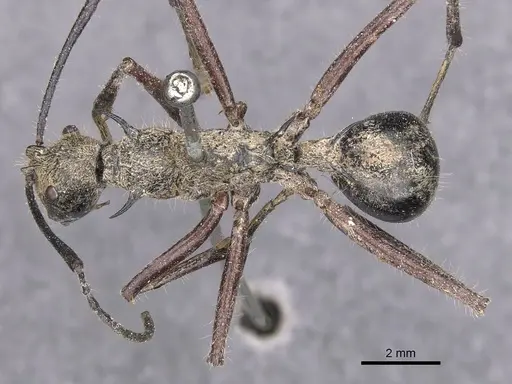 Polyrhachis esuriens specimen CASENT0905594 image casent0905594_1