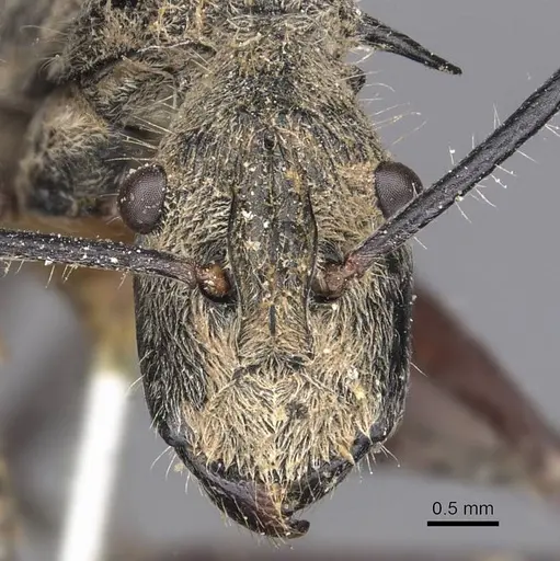Polyrhachis esuriens specimen CASENT0905594 image casent0905594_2
