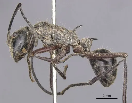 Polyrhachis esuriens specimen CASENT0905594 image casent0905594_3