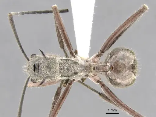Polyrhachis esuriens specimen CASENT0906758 image casent0906758_1