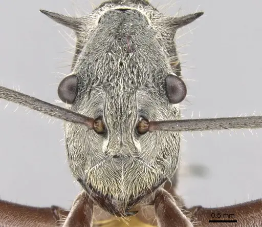 Polyrhachis esuriens specimen CASENT0906758 image casent0906758_2