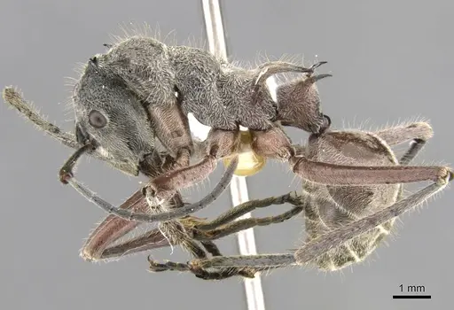 Polyrhachis esuriens specimen CASENT0906758 image casent0906758_3