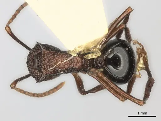 Polyrhachis etheli specimen CASENT0217769 image casent0217769_1
