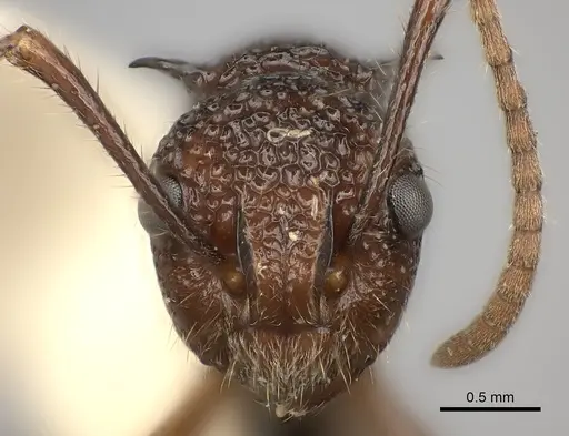 Polyrhachis etheli specimen CASENT0217769 image casent0217769_2