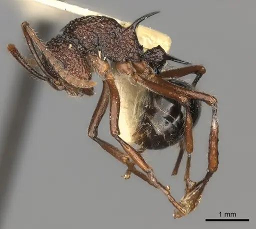 Polyrhachis etheli specimen CASENT0217769 image casent0217769_3