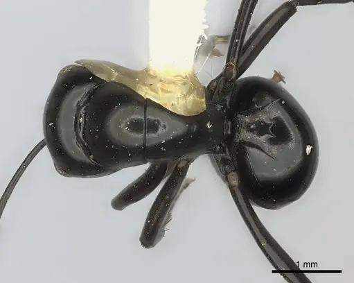 Polyrhachis euryala specimen CASENT0217792 image casent0217792_1