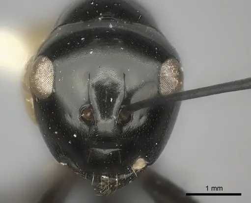 Polyrhachis euryala specimen CASENT0217792 image casent0217792_2
