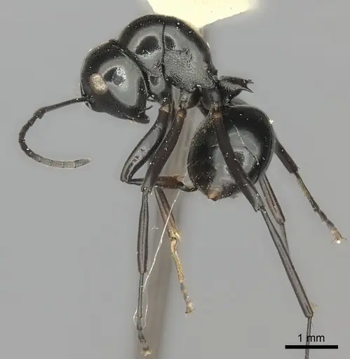 Polyrhachis euryala specimen CASENT0217792 image casent0217792_3