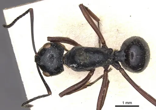 Polyrhachis euryala specimen CASENT0901820 image casent0901820_1