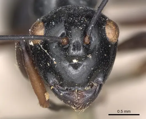 Polyrhachis euryala specimen CASENT0901820 image casent0901820_2