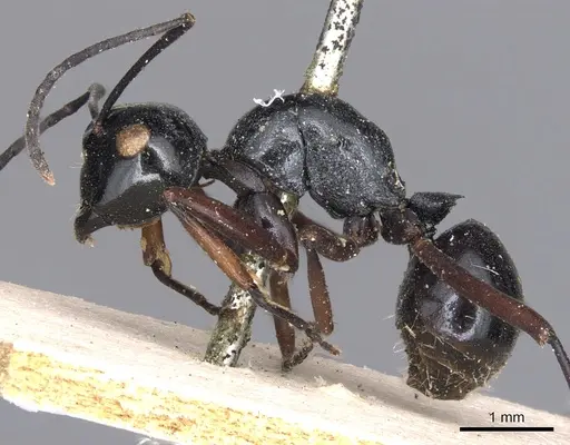 Polyrhachis euryala specimen CASENT0901820 image casent0901820_3
