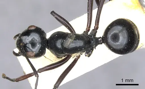 Polyrhachis euryala specimen CASENT0903410 image casent0903410_1