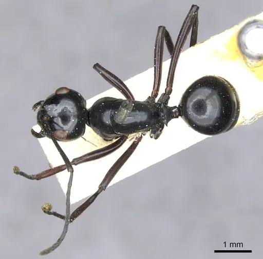 Polyrhachis euryala specimen CASENT0903410 image casent0903410_2