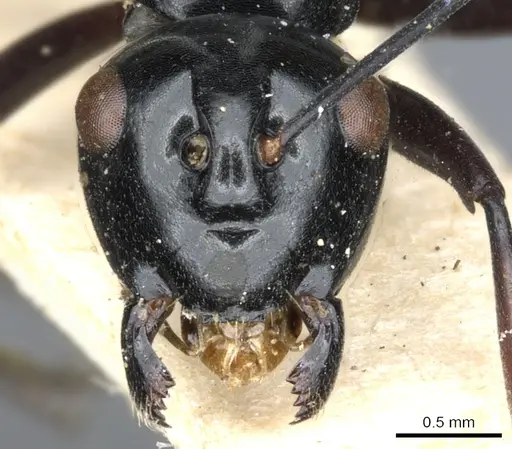 Polyrhachis euryala specimen CASENT0903410 image casent0903410_3