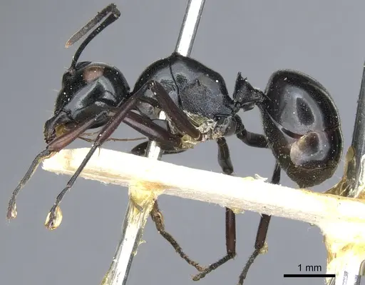 Polyrhachis euryala specimen CASENT0903410 image casent0903410_4