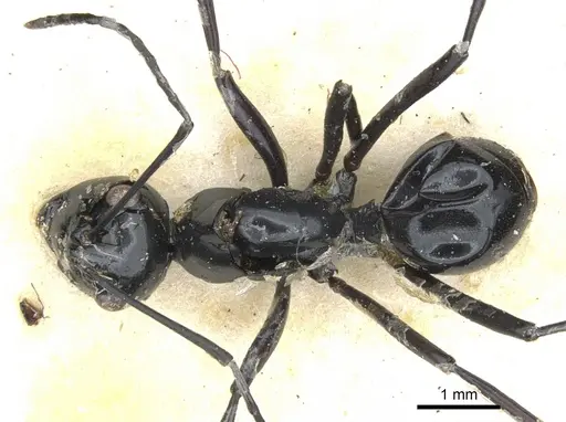 Polyrhachis euryala specimen CASENT0903413 image casent0903413_1