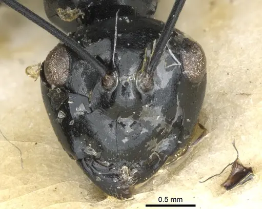 Polyrhachis euryala specimen CASENT0903413 image casent0903413_2