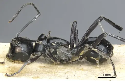 Polyrhachis euryala specimen CASENT0903413 image casent0903413_3