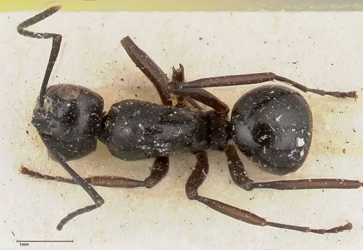 Polyrhachis euryala specimen FOCOL0436 image focol0436_1