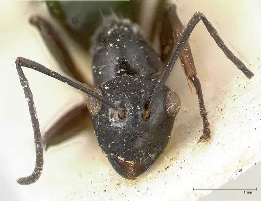 Polyrhachis euryala specimen FOCOL0436 image focol0436_2