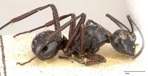 Polyrhachis euryala specimen FOCOL0436 image focol0436_3