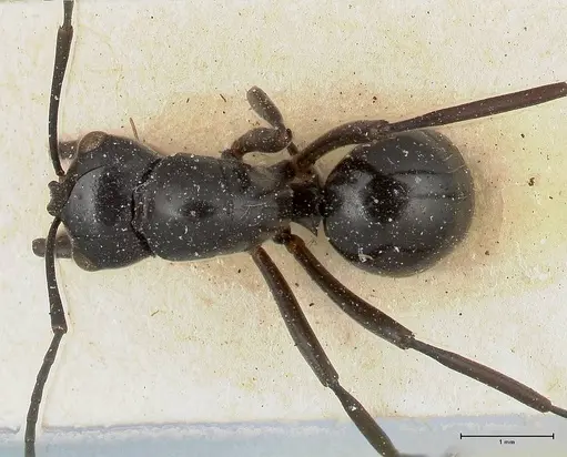 Polyrhachis euryala specimen FOCOL0437 image focol0437_1