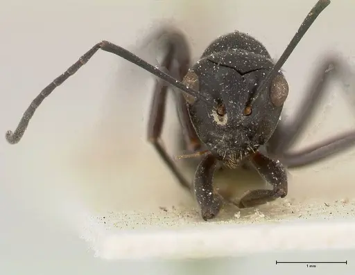 Polyrhachis euryala specimen FOCOL0437 image focol0437_2