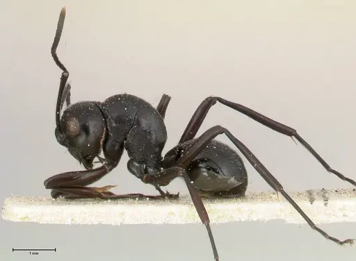 Polyrhachis euryala specimen FOCOL0437 image focol0437_3