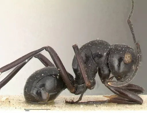 Polyrhachis euryala specimen FOCOL0437 image focol0437_4