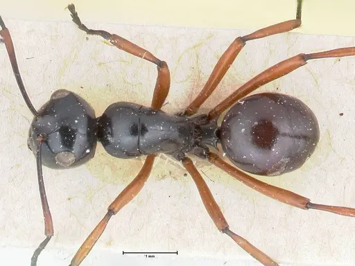 Polyrhachis euryala specimen FOCOL2673 image focol2673_1