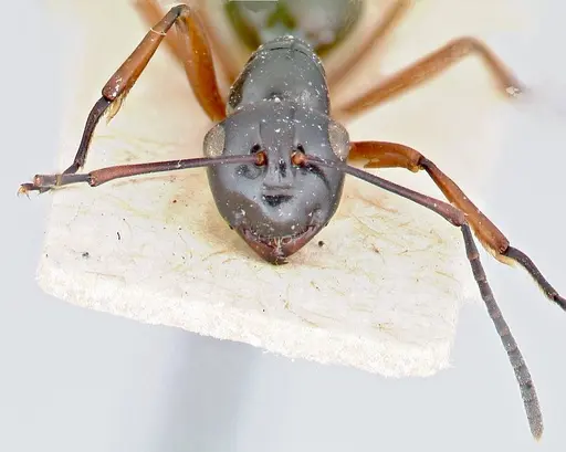 Polyrhachis euryala specimen FOCOL2673 image focol2673_2