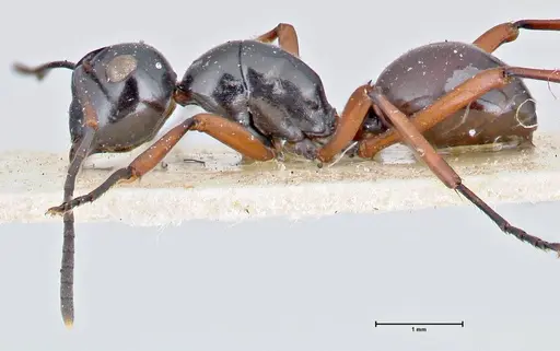 Polyrhachis euryala specimen FOCOL2673 image focol2673_3