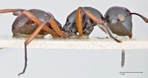 Polyrhachis euryala specimen FOCOL2673 image focol2673_4
