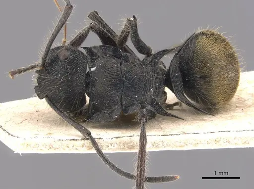 Polyrhachis eurynota specimen CASENT0905593 image casent0905593_1