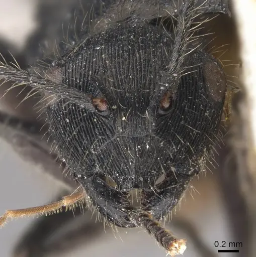 Polyrhachis eurynota specimen CASENT0905593 image casent0905593_2