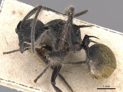 Polyrhachis eurynota specimen CASENT0905593 image casent0905593_3