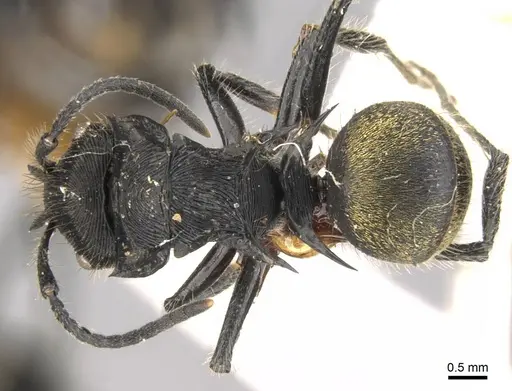 Polyrhachis eurynota specimen CASENT0906748 image casent0906748_1