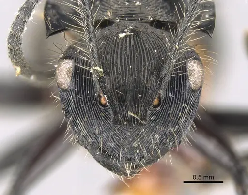 Polyrhachis eurynota specimen CASENT0906748 image casent0906748_2