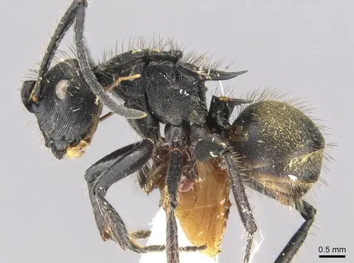 Polyrhachis eurynota specimen CASENT0906748 image casent0906748_3