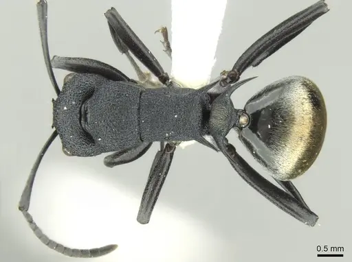 Polyrhachis euterpe specimen CASENT0906729 image casent0906729_1