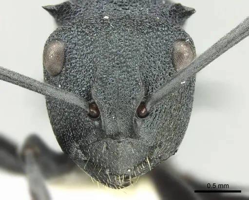 Polyrhachis euterpe specimen CASENT0906729 image casent0906729_2